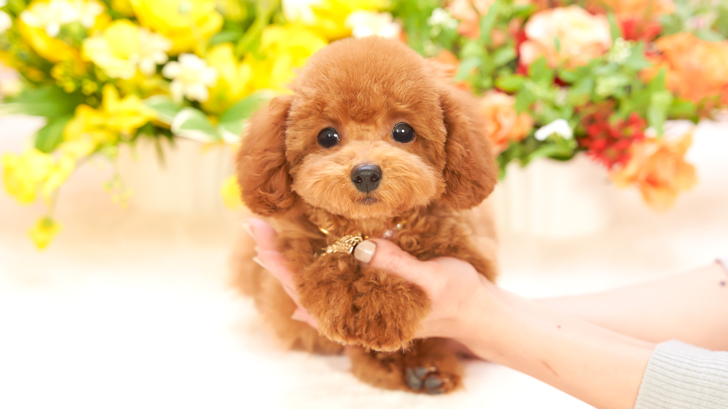 売約済み子犬のアルバム | トイプードル・ティーカッププードルのミニ