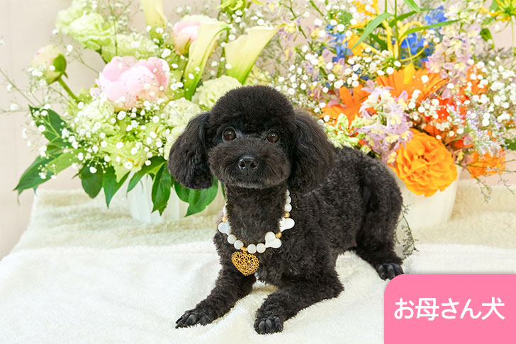 売約済み子犬のアルバム | トイプードル・ティーカッププードルのミニ