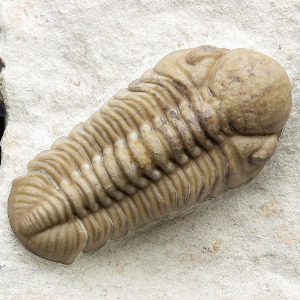 パシファコプスT13｜恐竜・化石グッズの専門店 ふぉっしる