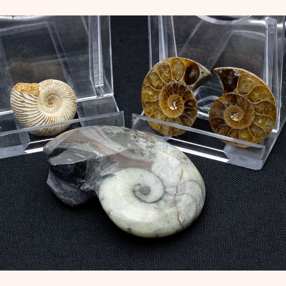 アンモナイト3個セット015｜恐竜・化石グッズの専門店 ふぉっしる