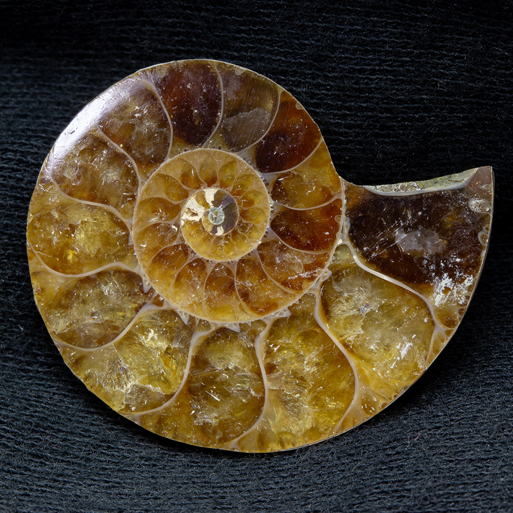 アンモナイト3個セット015｜恐竜・化石グッズの専門店 ふぉっしる