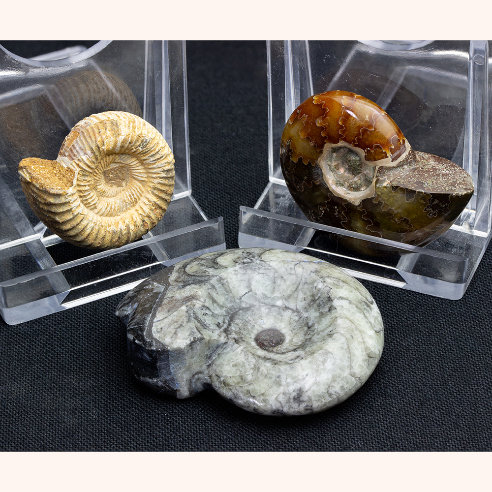 アンモナイト3個セット017｜恐竜・化石グッズの専門店 ふぉっしる