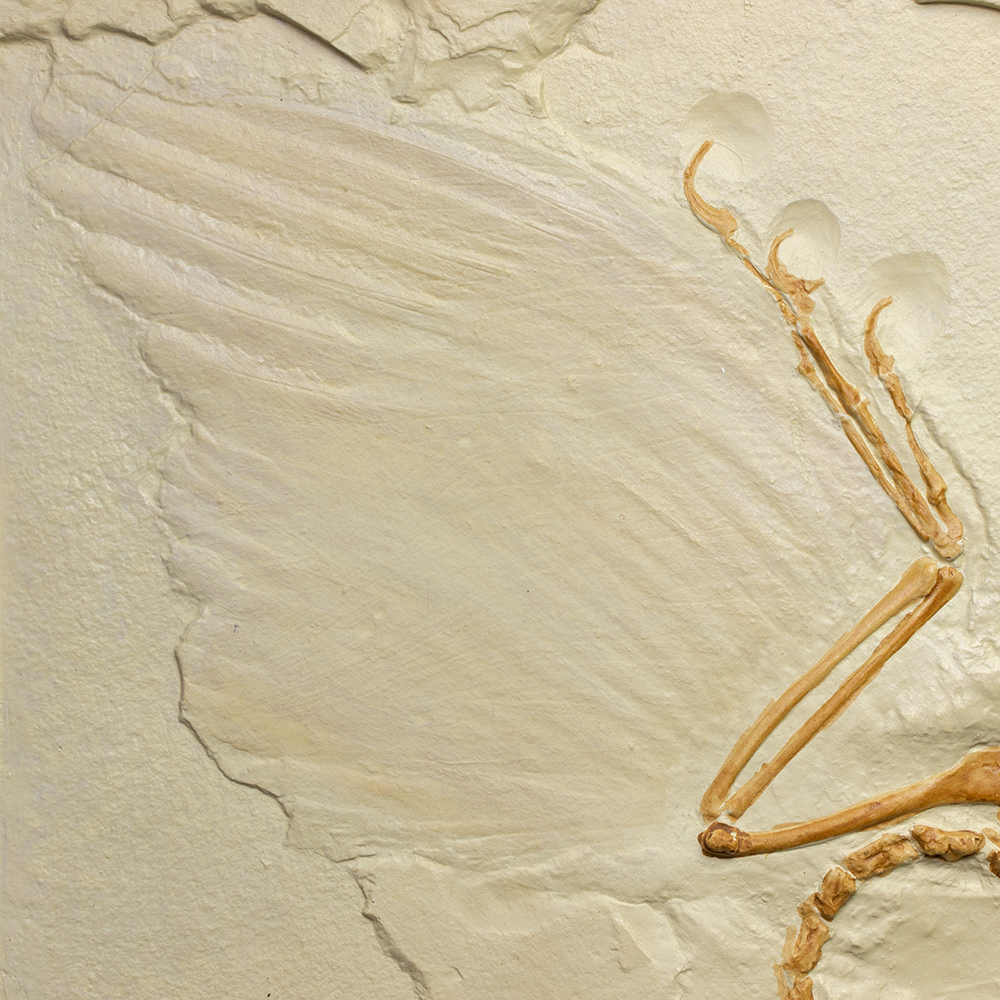 始祖鳥レプリカ072｜恐竜・化石グッズの専門店 ふぉっしる