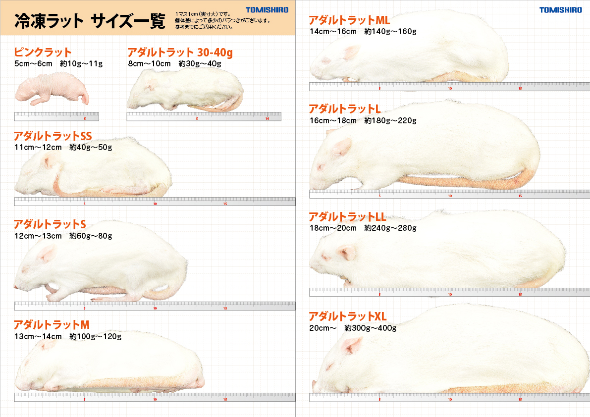 冷凍ラットS M15ヤワゲ M 3M L7 L 8 SAfarm】国産冷凍マウス・ラット