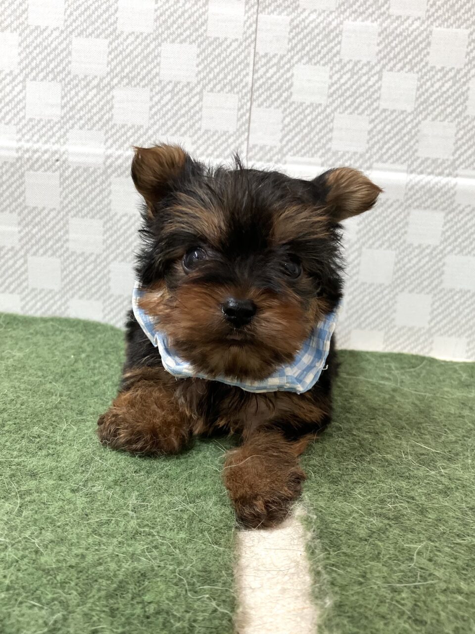 ヨークシャテリア | 子犬・子猫 | ペットサロン松山 仔犬の自家繁殖販売