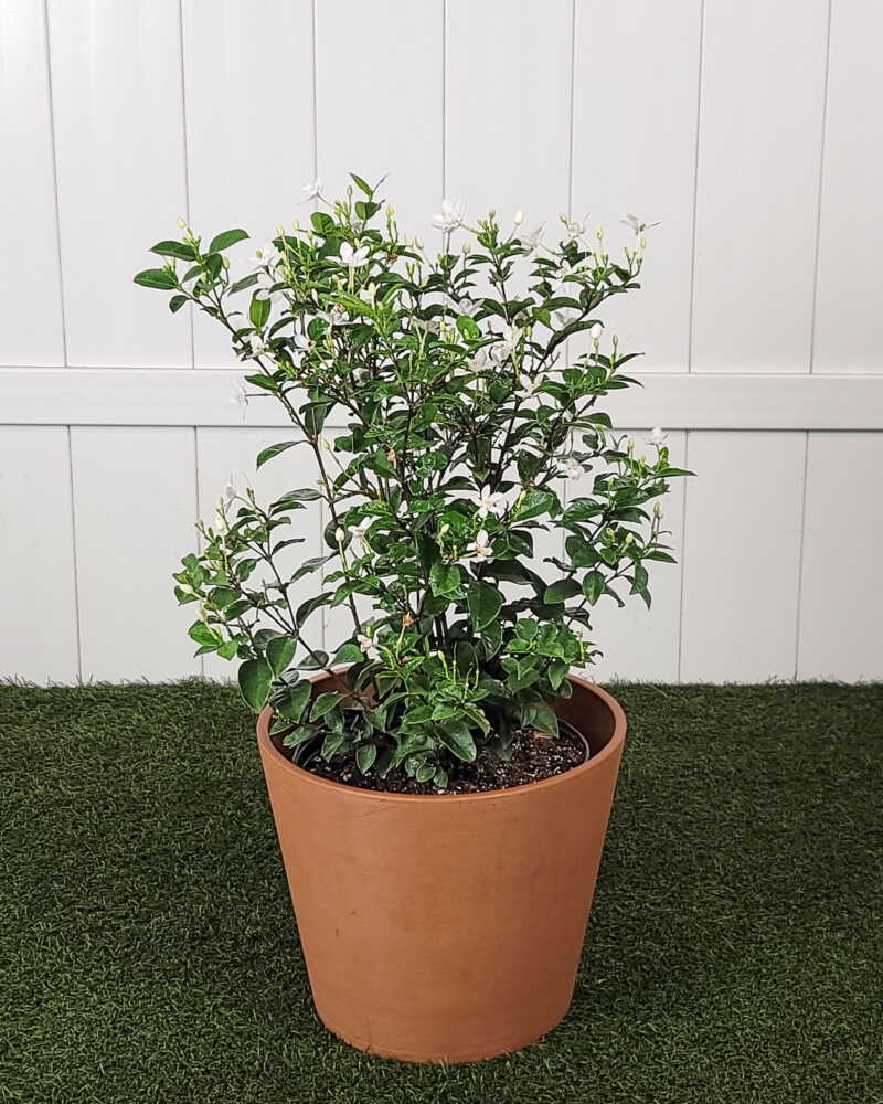 Asian Snow Jasmine | PlantVine