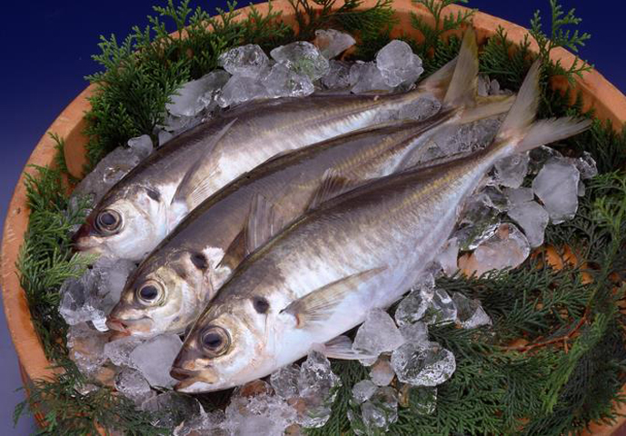 真あじ（ごんあじ・野母んあじ）｜長崎県｜全国のプライドフィッシュ