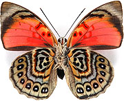 ルリオビタテハ族のページ：リスト1