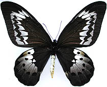 ジャコウアゲハ族のページ：リスト3