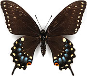 アゲハチョウ族のページ：リスト1