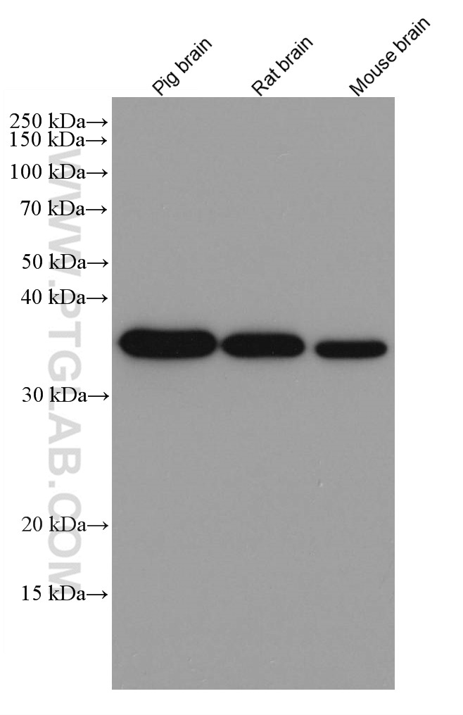 GAPDH antibody (60004-1-Ig) | Proteintech | 武汉三鹰生物技术有限公司