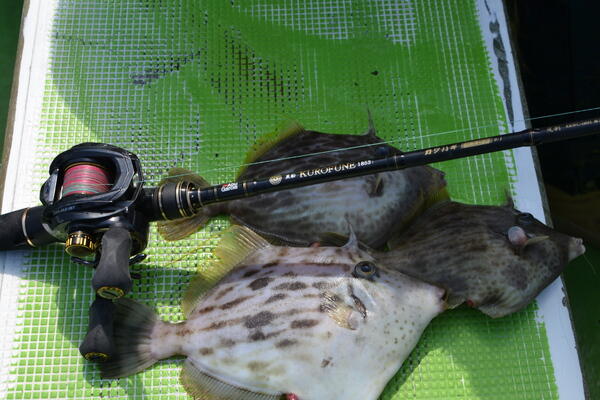 Kurofune 黒船 Kawahagi (カワハギ)｜AbuGarcia｜釣具の総合メーカー