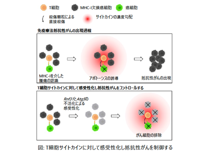 MHC-I欠損で免疫回避のがん細胞、アポトーシスを誘導する新規治療標的