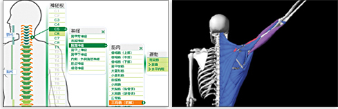 解体演書・上肢の構造と運動（ソフト）