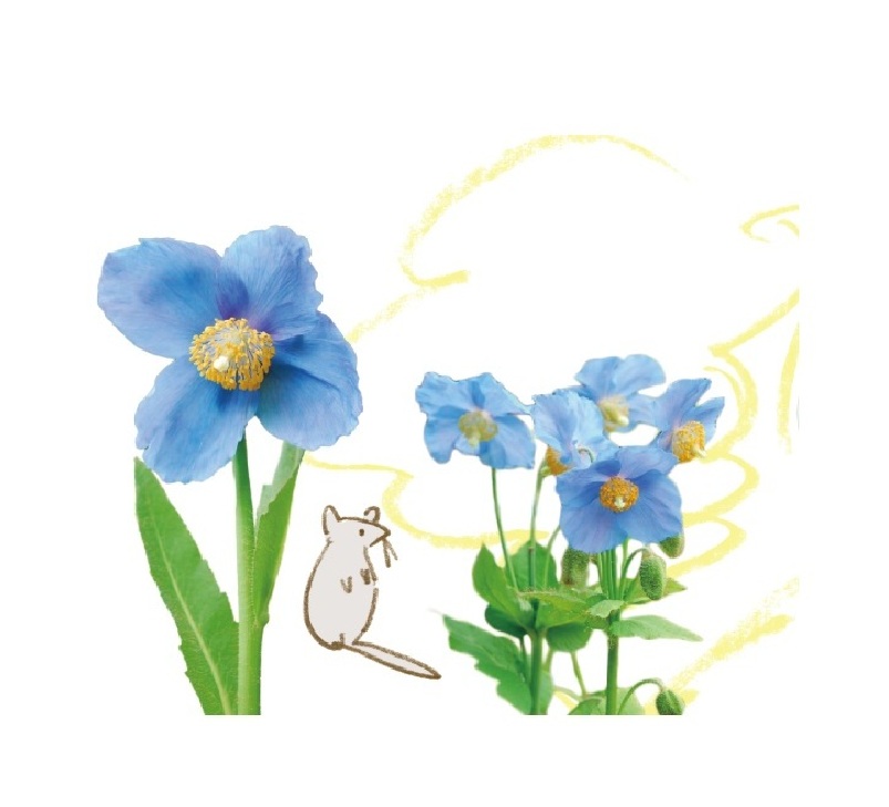 4/1～】 六甲高山植物園×暦生活 花びより | 神戸・六甲山 公式おでかけ