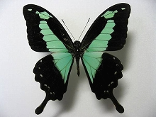 アゲハ蝶 標本 -アゲハ2-