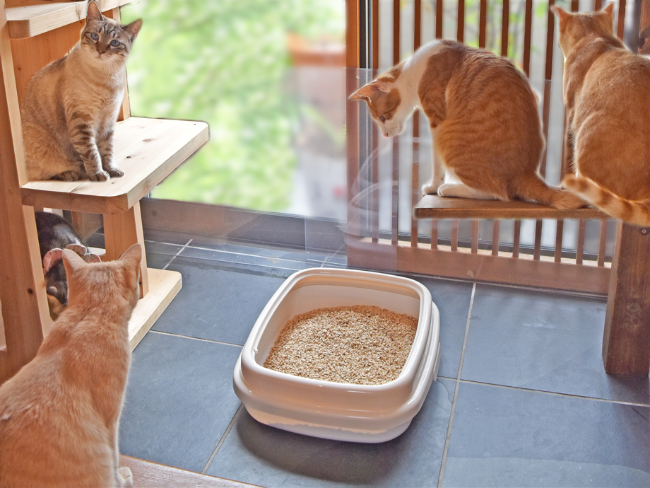 キャッツエコ お試し2袋