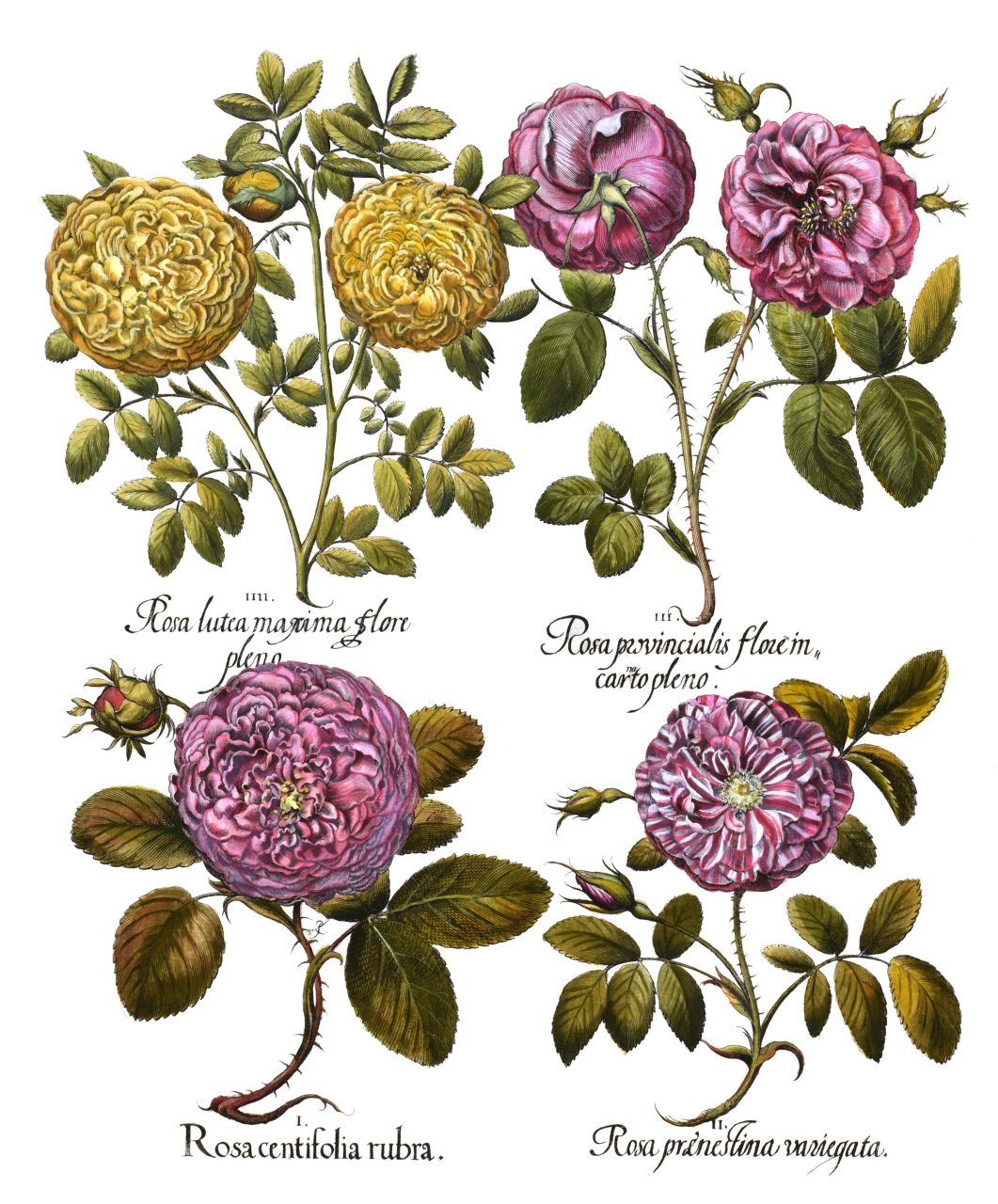 展示販売会～ボタニカルアートの世界～ | News | ローザンベリー多和田