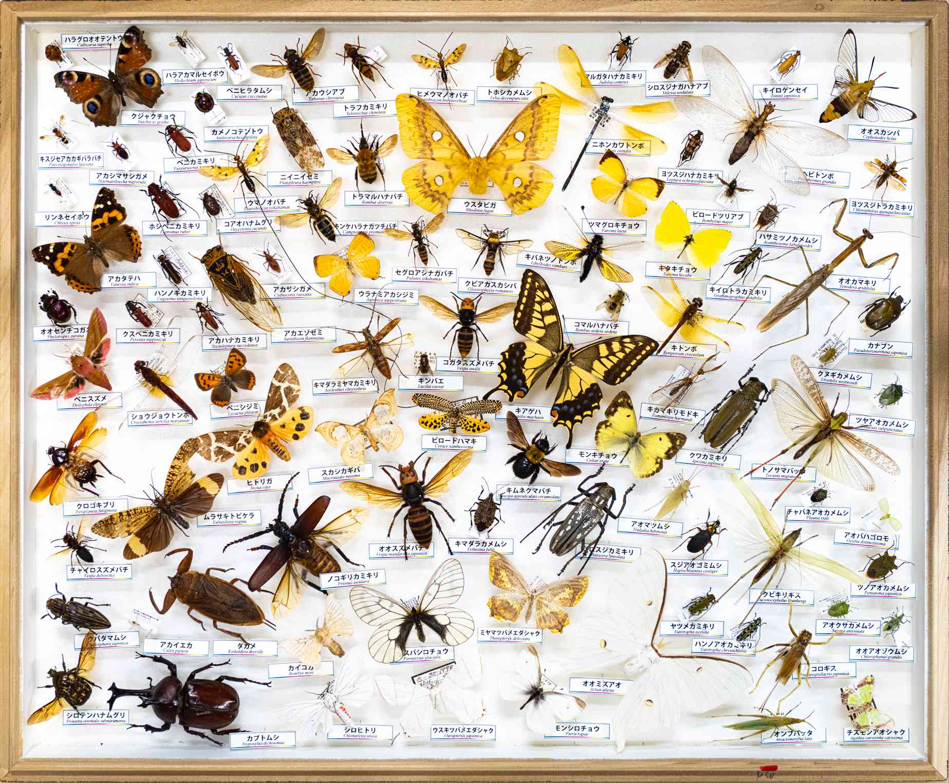 特別展「昆虫いろいろ～標本から見える昆虫の世界～」 | 埼玉県立川の