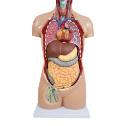 人体解剖模型（トルソー型） KIS－310（3DCGサービス付