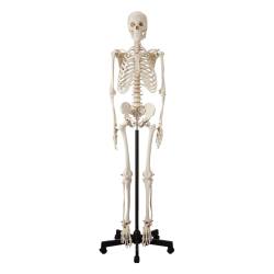 人体骨格模型 HS【りかなび】ケニス株式会社