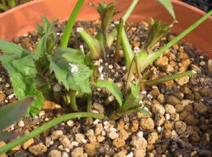 クリスマスローズハイブリットの株分け方法