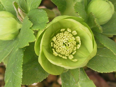 クリスマスローズ 原種 交配種 苗 販売 ＞ クリスマスローズ