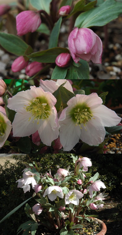 クリスマスローズ 原種 交配種 苗 販売 ＞ クリスマスローズ 原種交配