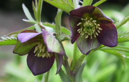 HELLEBORES atrorubens ヘレボルスの原種アトロルーベンス