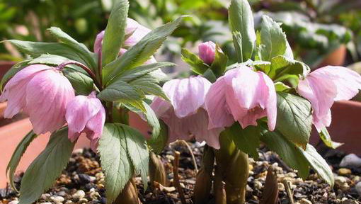 HELLEBORES Thibetanus 原種実生チベタヌス