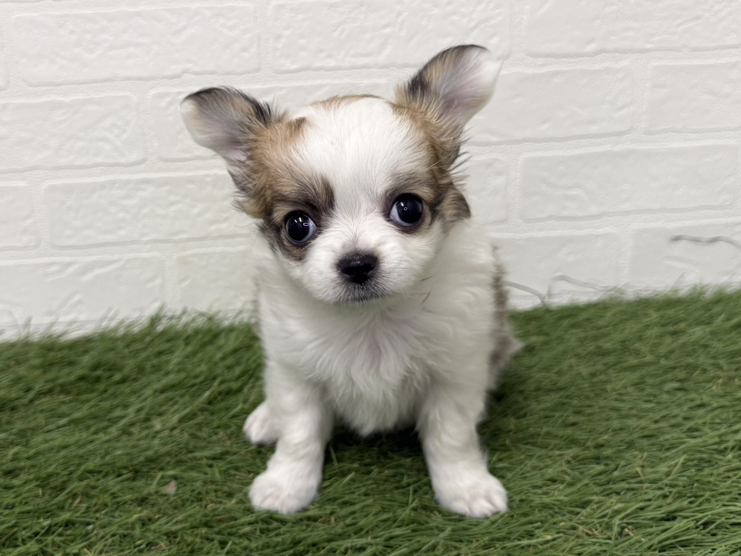 チワワ(ホワイトレッド)の子犬を価格や特徴で探す|ペットショップ探す