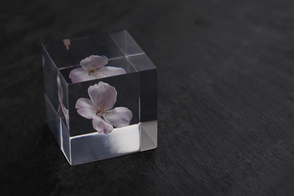 SOLA CUBE Sakura（サクラ 桜）/ Usaginonedoko ウサギノネドコ