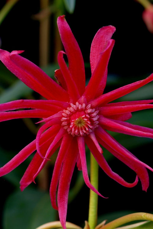 illicium-star-flower-scorpio-