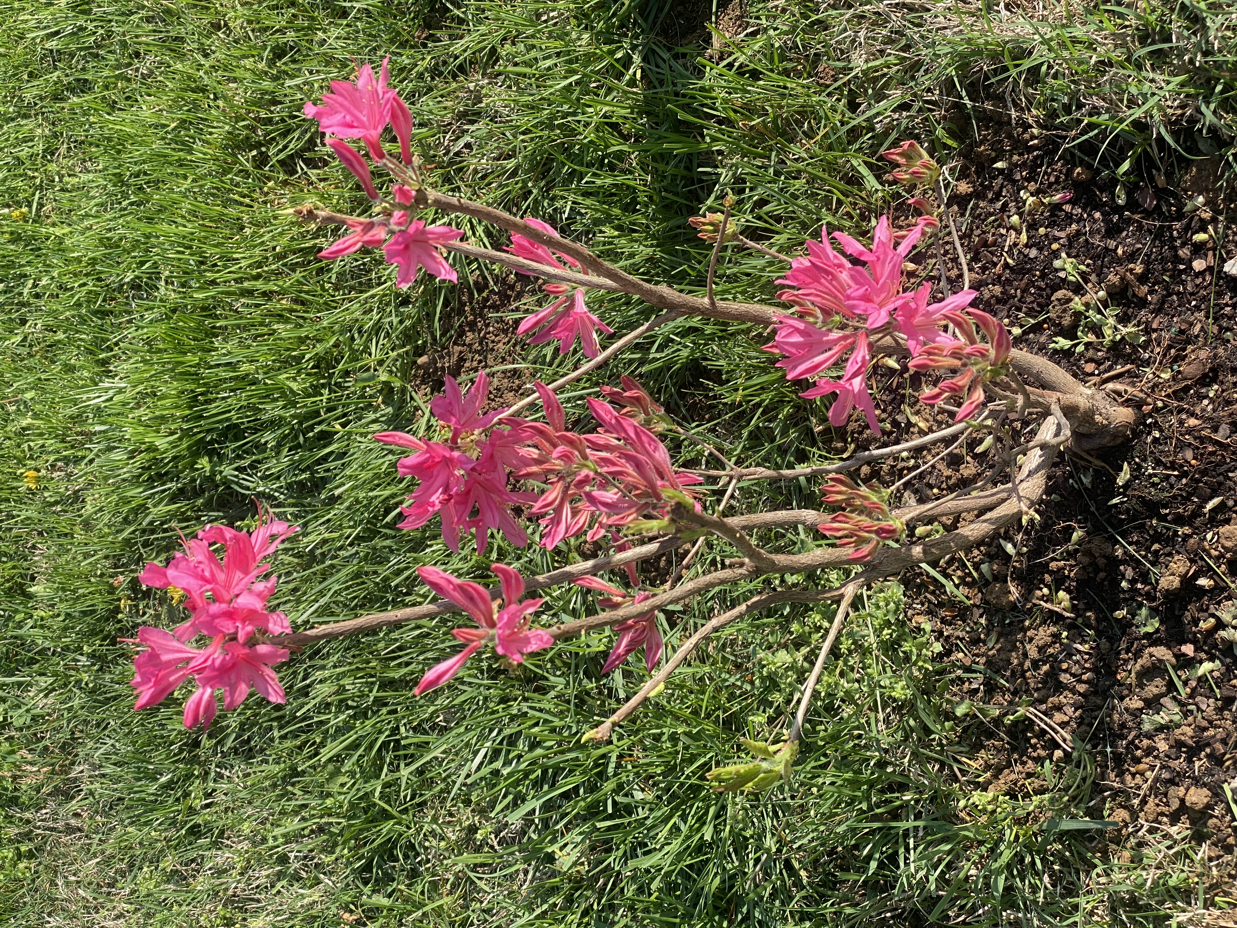 Buy Rosy Lights Azalea | FREE SHIPPING | Wilson Bros Gardens | 3