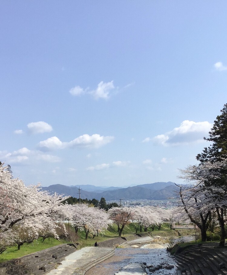 大津谷公園 さくら開花情報 | 岐阜県揖斐郡池田町