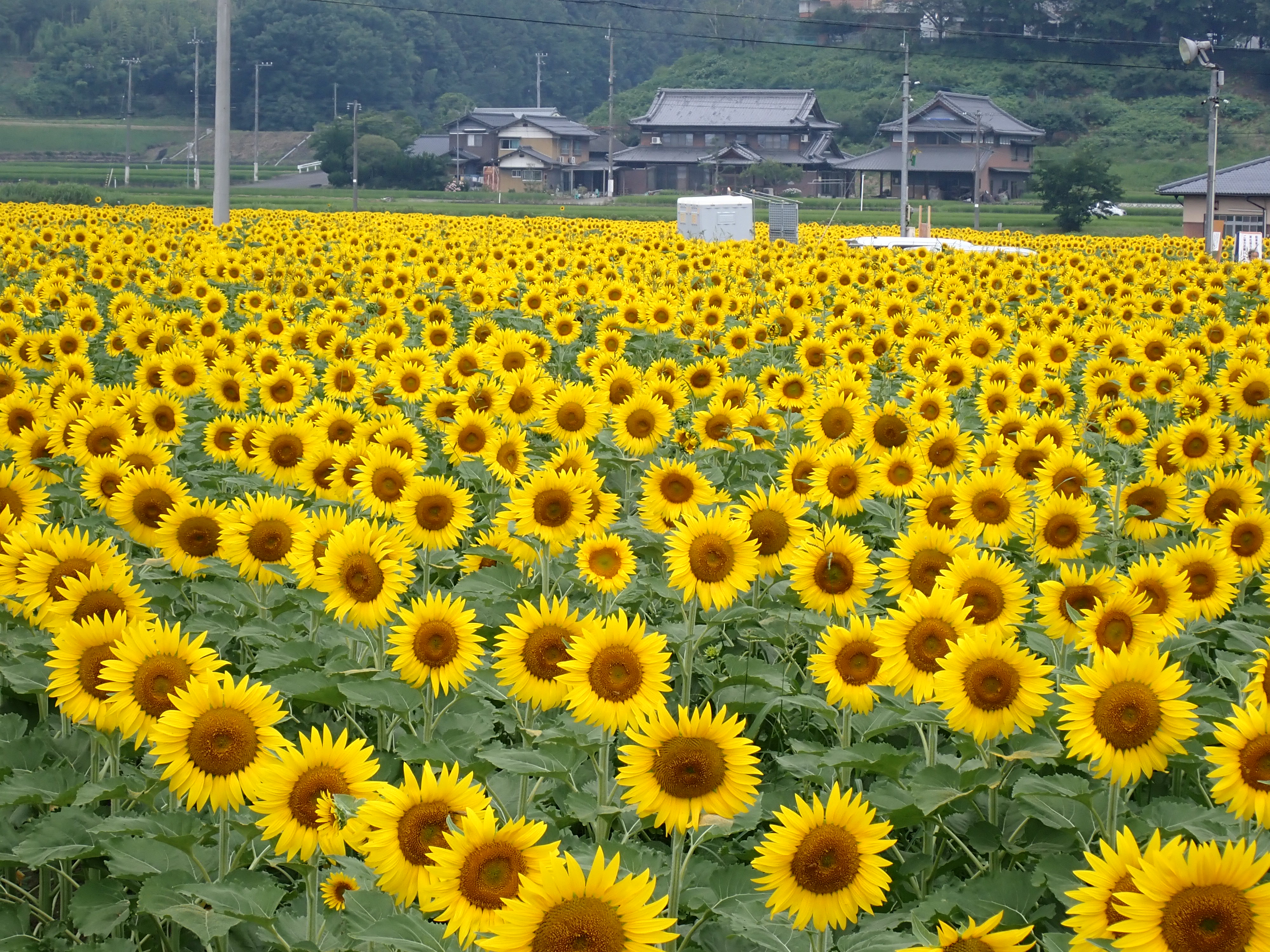 ひまわり開花状況2025（令和7年7月2日） - Manno まんのう魅力発信
