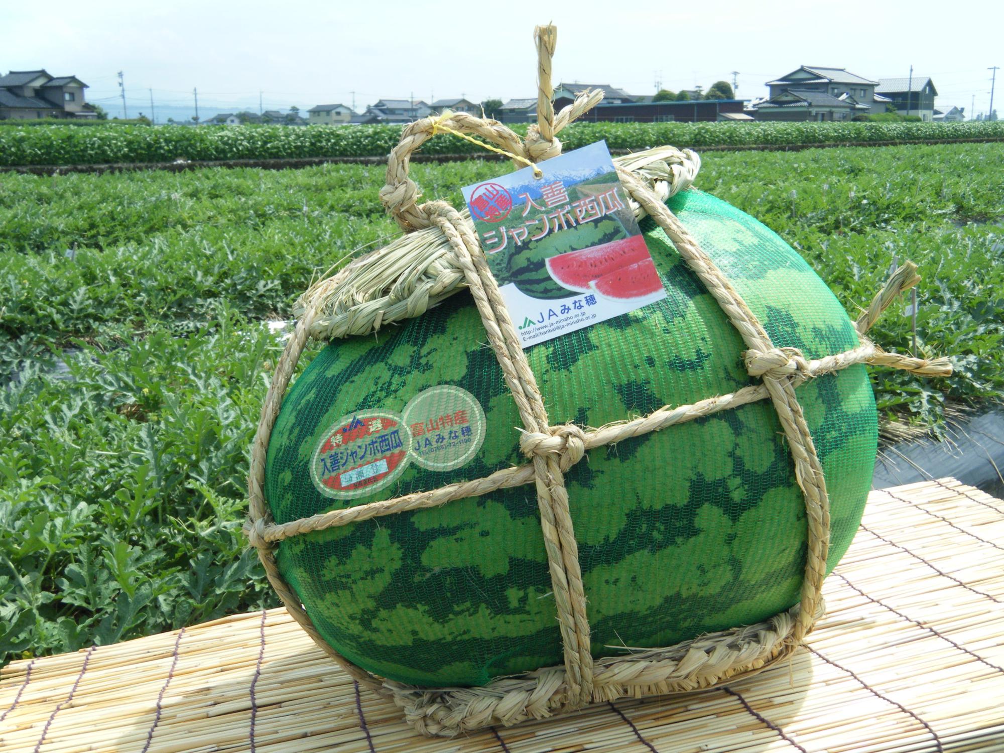 入善ジャンボ西瓜／入善町