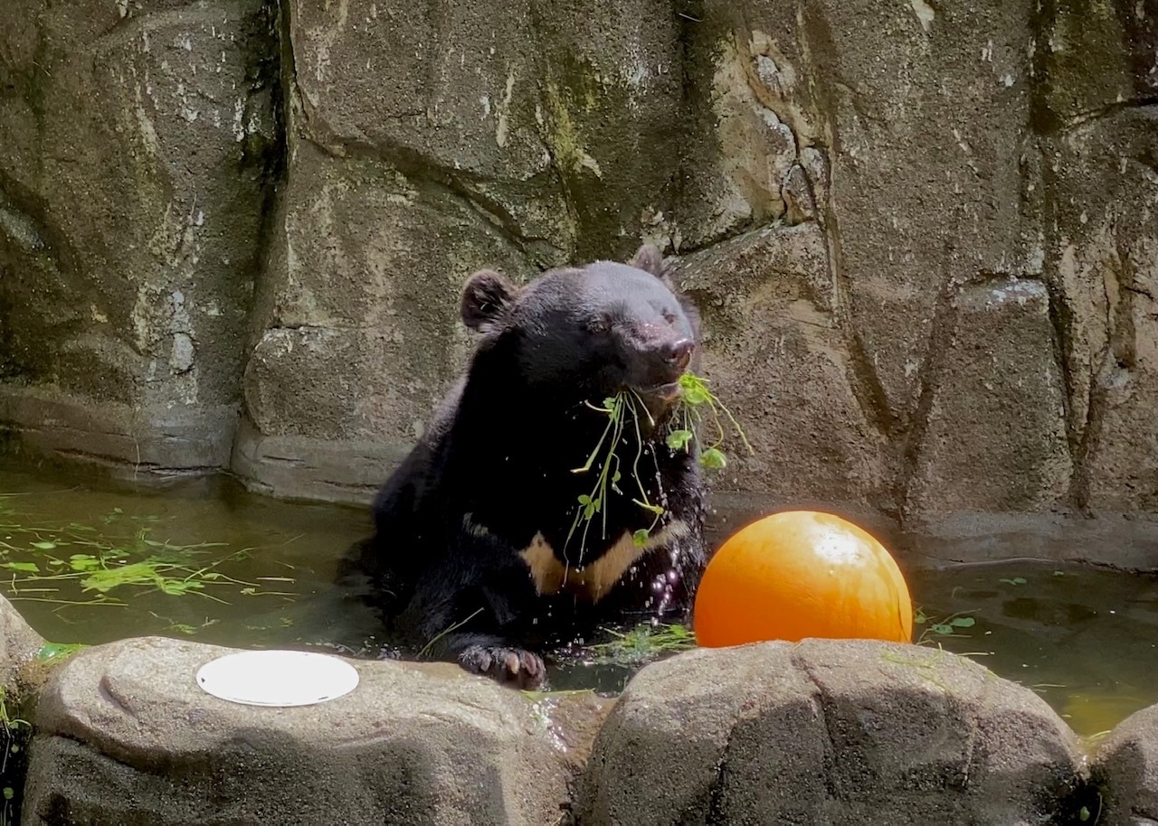 ニホンツキノワグマ – 富山市ファミリーパーク