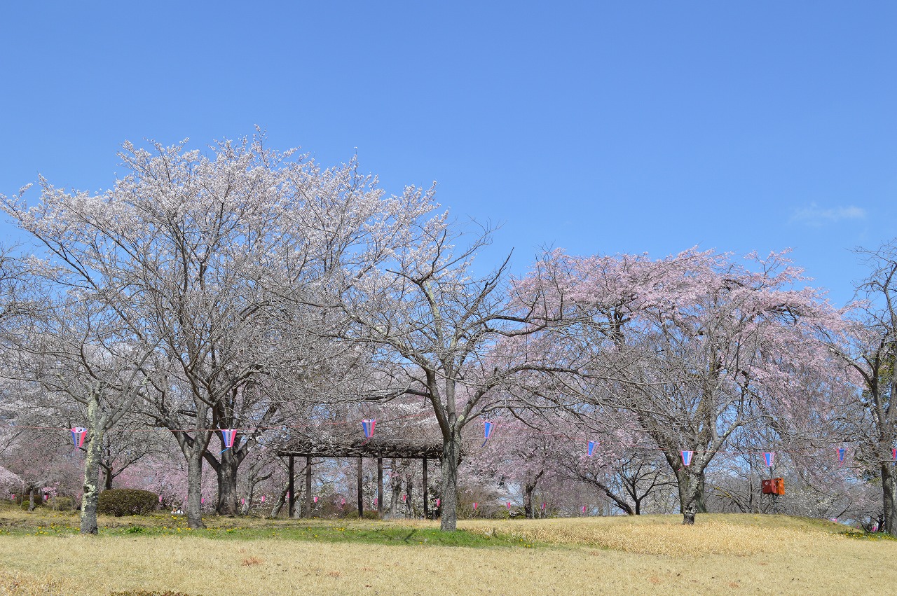 つがの里 花情報】3/29 – 栃木市観光協会