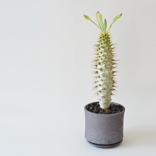 パキポディウム・アンボンゲンセ | 多肉植物・特別な鉢の販売