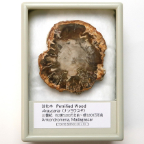 植物化石｜化石標本・分売｜化石販売・鉱物販売の東京サイエンス