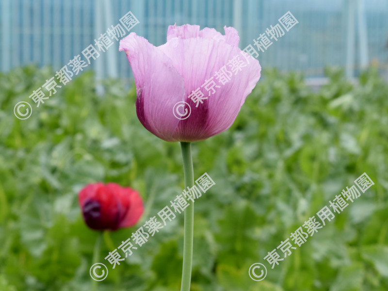 東京都薬用植物園 ケシの開花状況【2023/04/24現在】 ｜ 公益社団法人