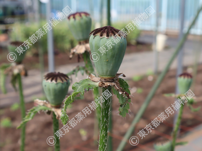 東京都薬用植物園 ケシの開花状況【2025/05/20現在・今年度最終