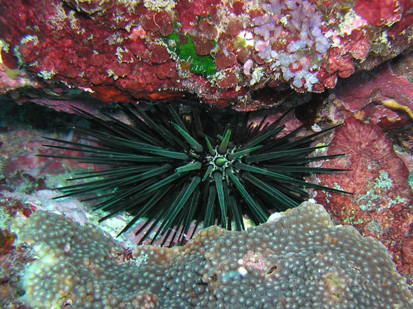 クロウニ｜公園へ行こう！