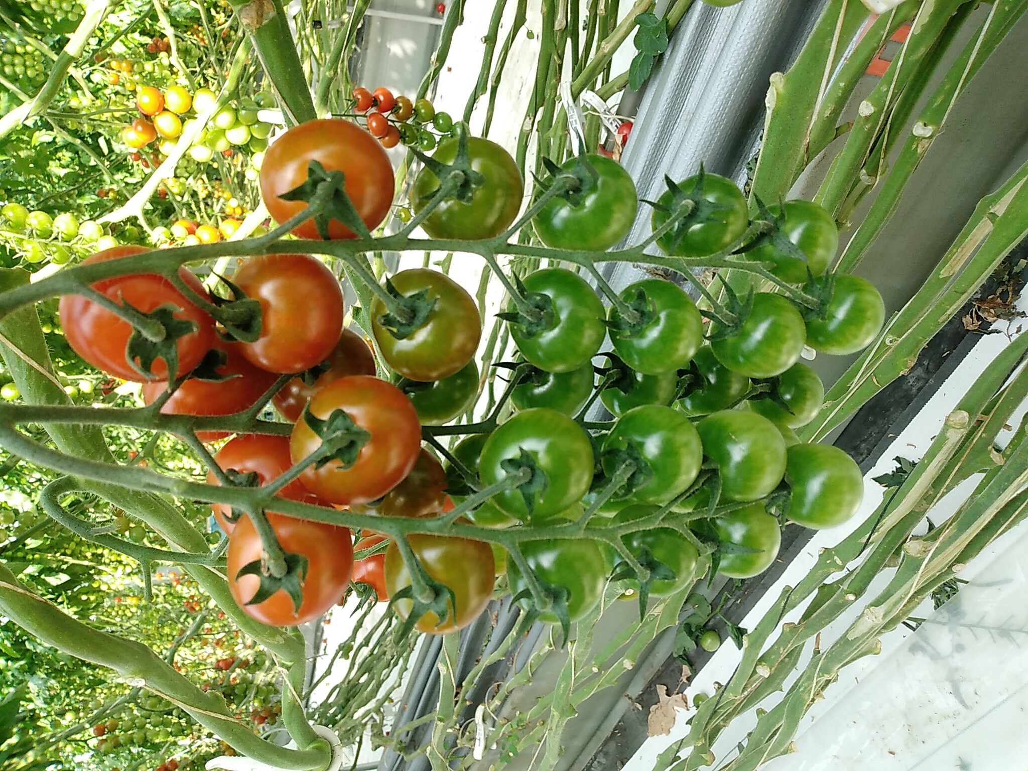 高田種苗オンライン / TYダルタリー TY Daltary RZ 100粒袋