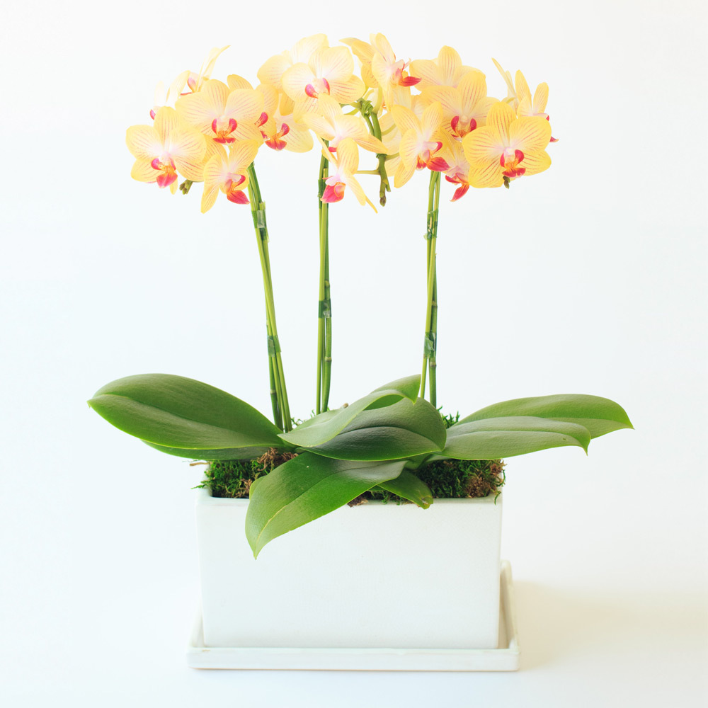 生花胡蝶蘭 イエロー系5．5号3本立ち | 商品詳細 | 高島屋オンラインストア