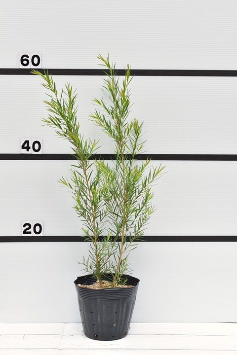 メラレウカ スノーインサマー｜メラレウカの生産販売 タナカ園芸