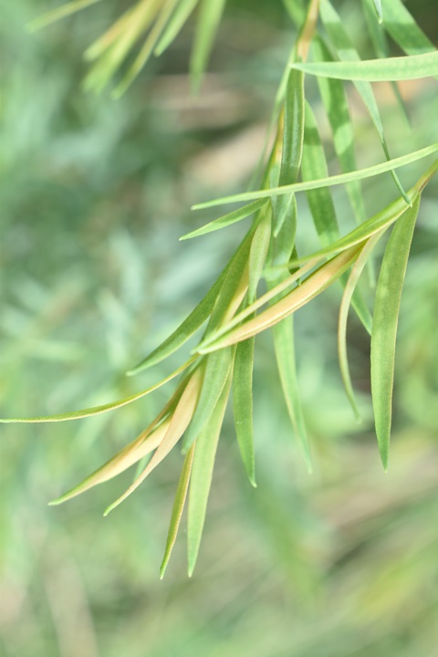 メラレウカ スノーインサマー｜メラレウカの生産販売 タナカ園芸