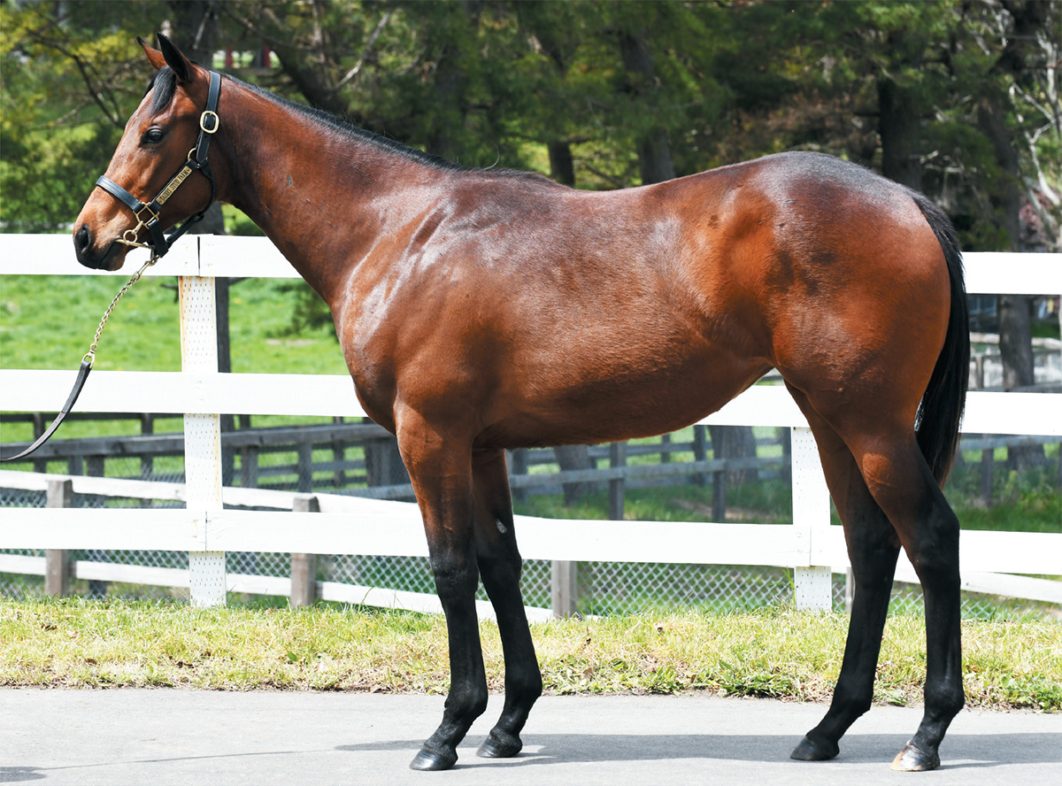 サラブレッドクラブライオン｜グレイトペイジの2020