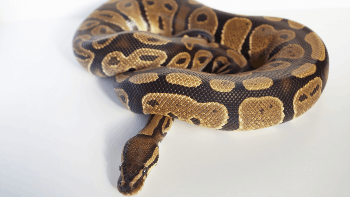 ボールパイソンは初心者でも飼える？性格・飼育環境・餌の基本を解説
